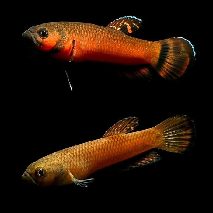 Ready Stock WIld Betta Macrostoma RARE