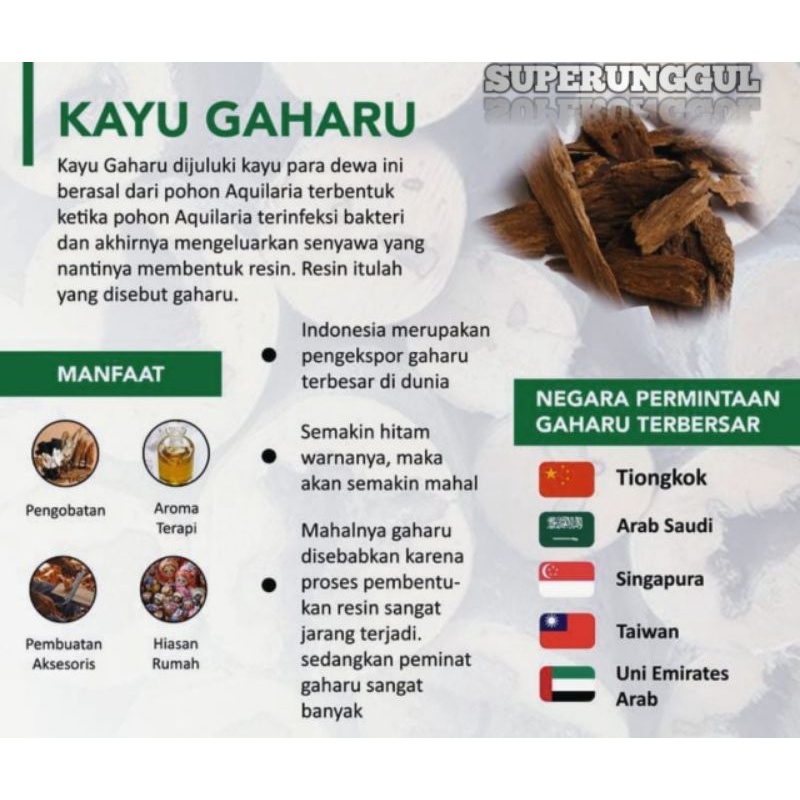 Tanaman Pohon Bibit Gaharu Import