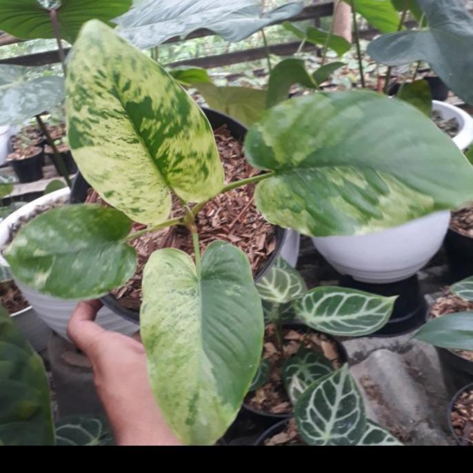 Tanaman Hias Homalomena Varigata Senapmena