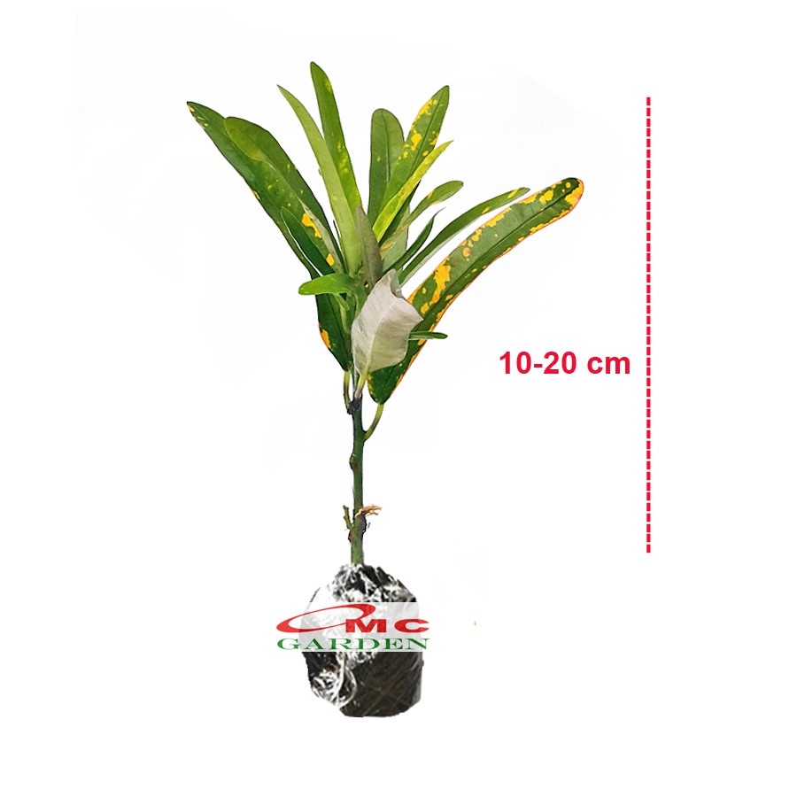 Puring Croton Kroton Cabai Cabe Teri Tanaman Hias PR-CABE-1020