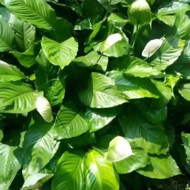 Sepatu Filum Bangkok