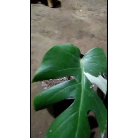 Monstera Borsigiana Variegata