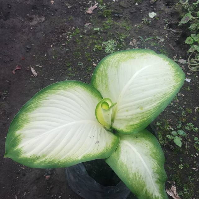 Diven Tisu Tanaman Hias