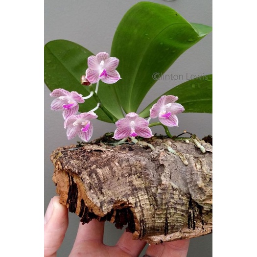 phalaenopsis javanica
