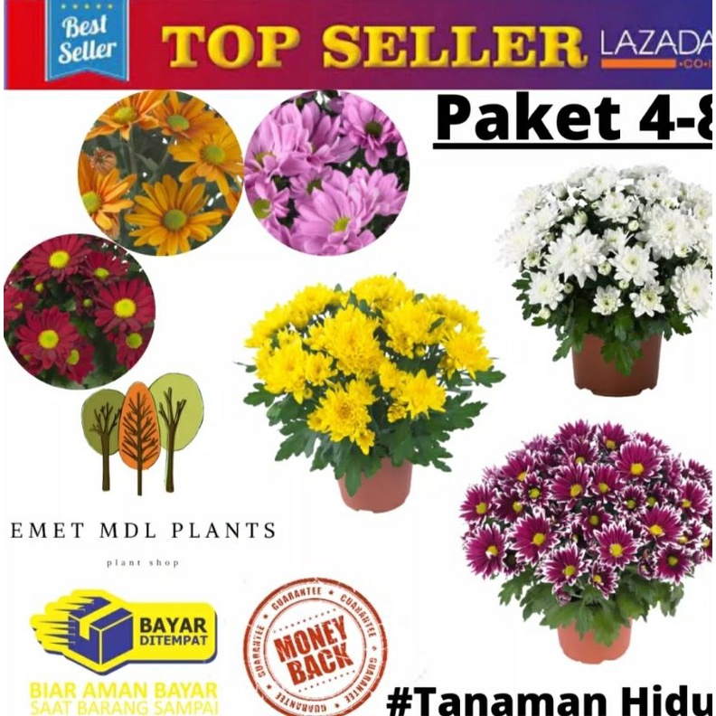 ASTER 4 POHON - 8 POHON WARNA RANDOM