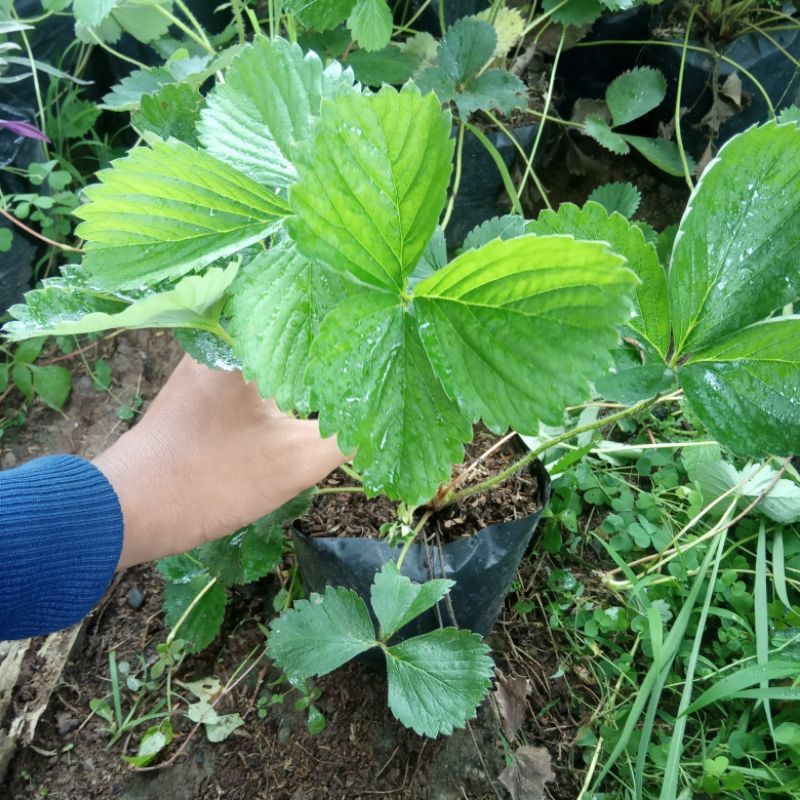 Bibit Buah Stroberi/Strawberry