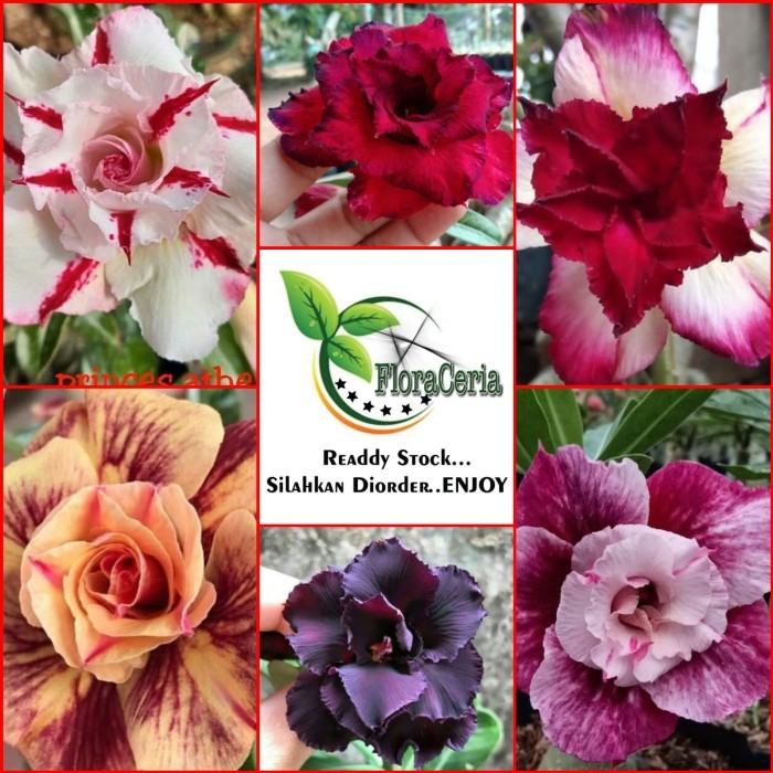 

Paket 6 Bibit Bunga Adenium Tumpuk