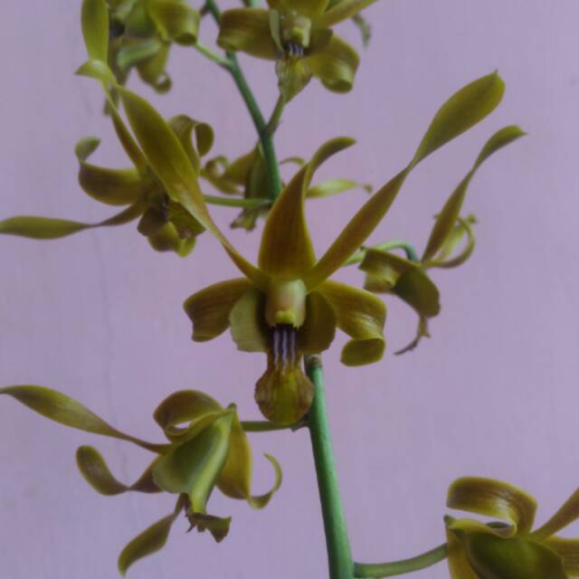 Anggrek dendrobium keriting coklat dengan kuntum bunga