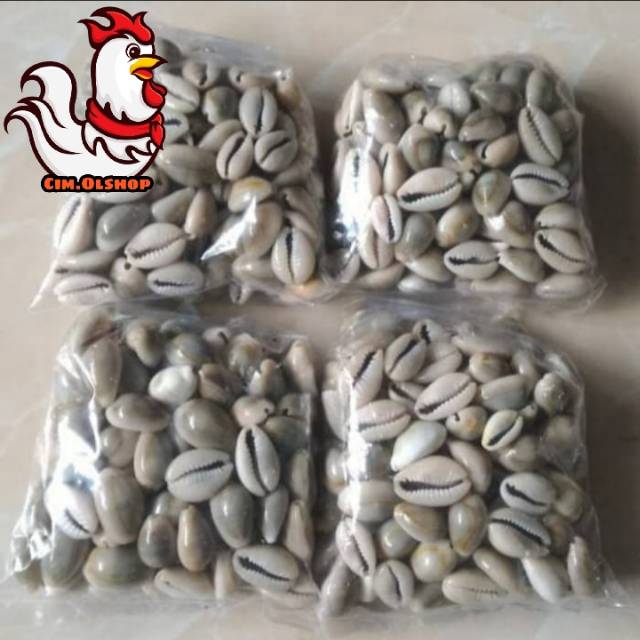 [Promo] Biji Kerang Asli / Biji Congklak / Kuwuk / Biji Bekel