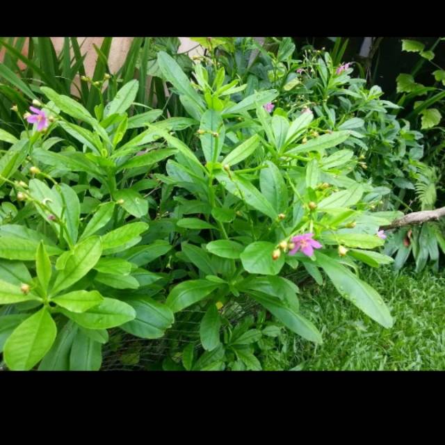 

bibit ginseng jawa