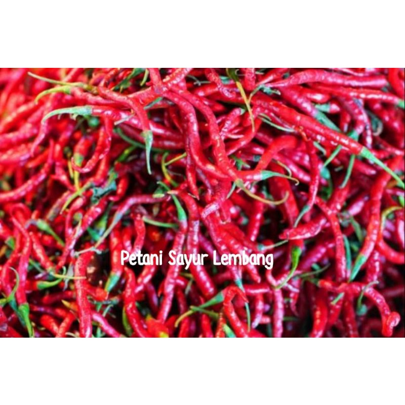 

Cabe Kriting Merah 100g