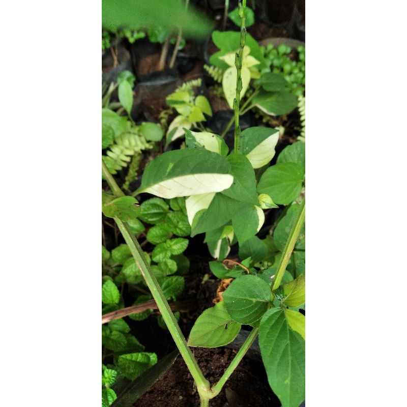 Tanaman hias oyot Varigata - Tanaman jalar varigata tanaman hias