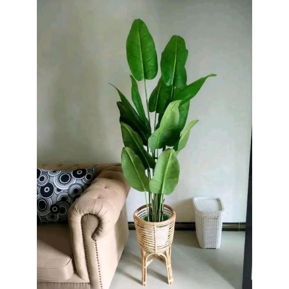 Pohon Pisang Tinggi 1 meter x24 Daun ( TANPA POT )