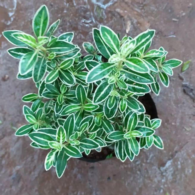 Bibit Bonsai mirten - Tanaman hias Bibit Bonsai mirten