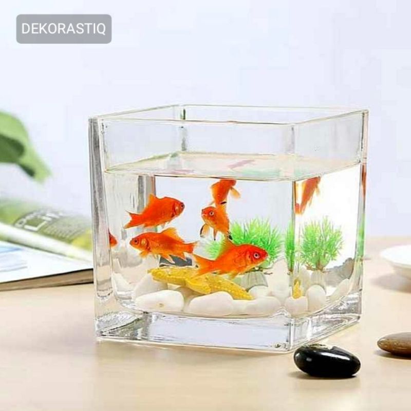 AQUARIUM MINI KOTAK PERSEGI 12 CM / AKUARIUM CUPANG GUPPY