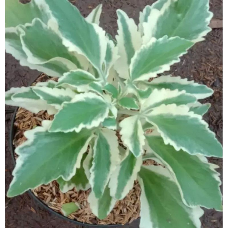 TANAMAN HIAS cocor bebek varigata