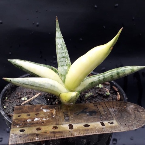 Sanseviera Boncel Varigata  / Sansivera Boncel Varigata