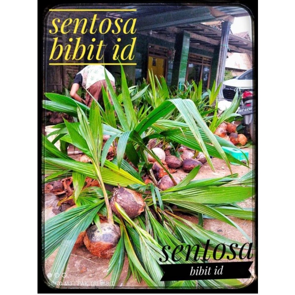 BIBIT KELAPA WULUNG ASLI GENJAH