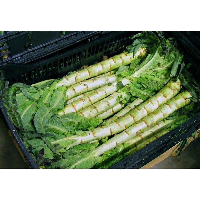 Celtuce 50 Biji (Benih Biji Bibit Tanaman Sayur Sayuran)
