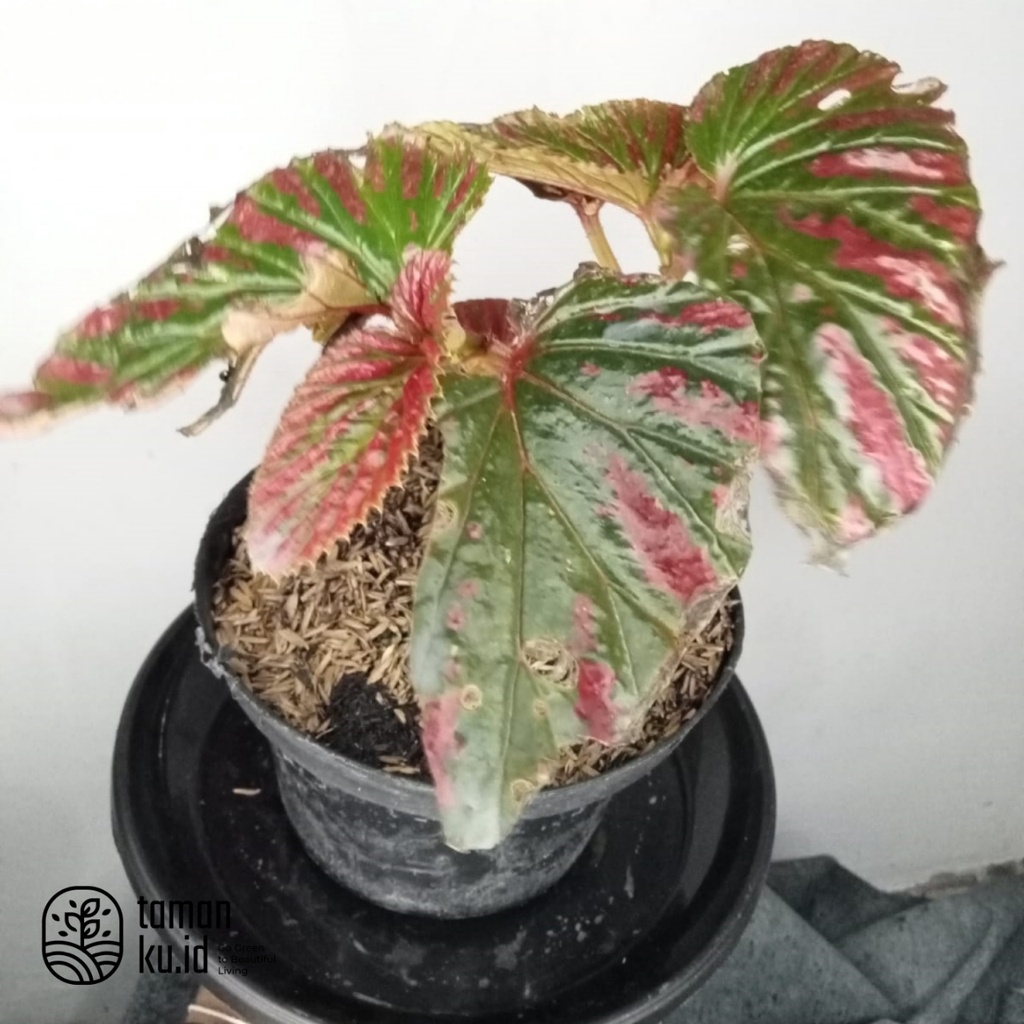 Tanaman Hias Begonia Red Walet / Rex Wallet Murah Berkualitas
