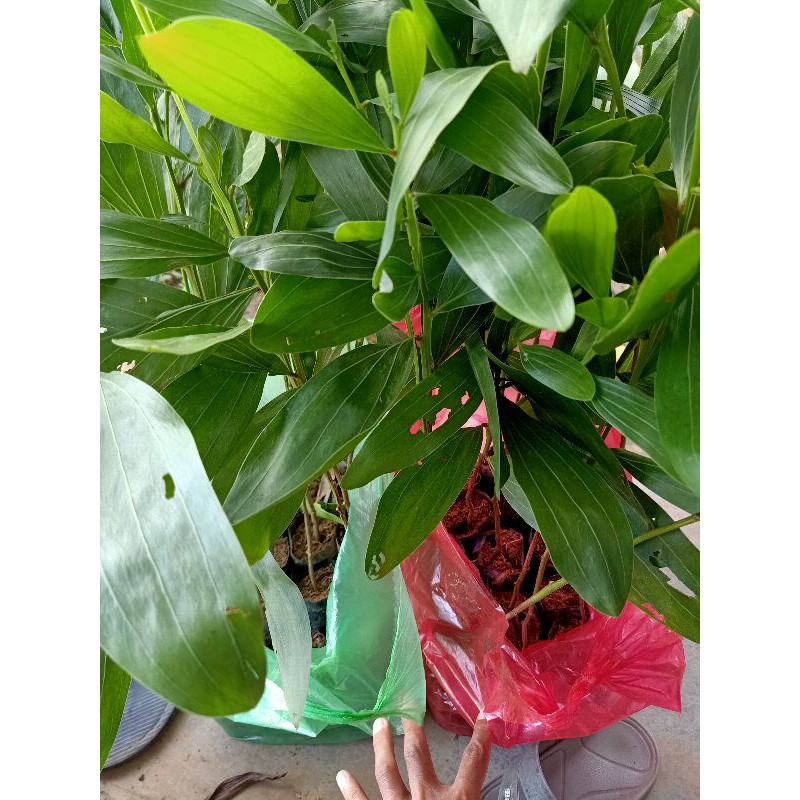 Akasia Mangium (Colombo) daun lebar - paket 10 batang