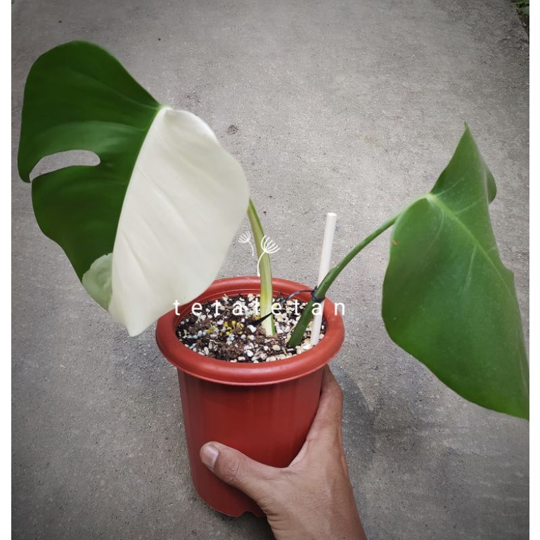 Monstera albo varigata