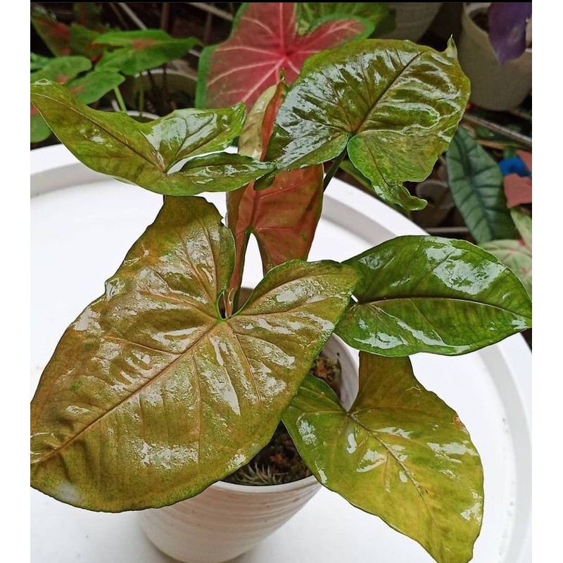 syngonium maria alussion