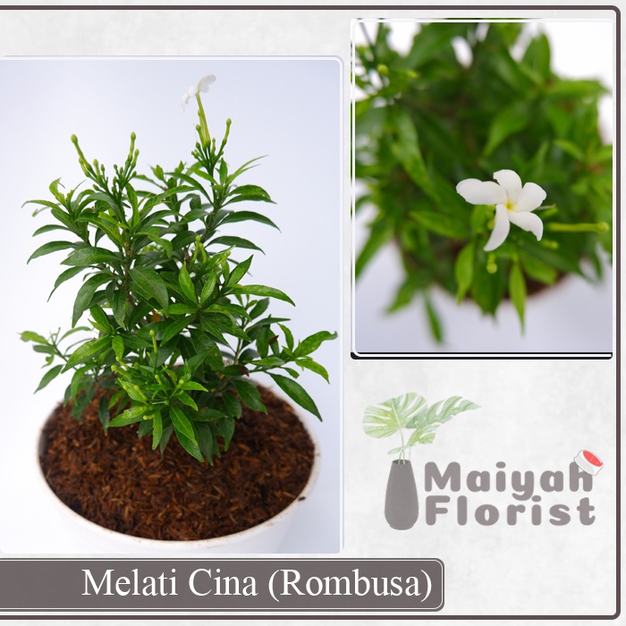 Melati China - Rombusa - Tanaman Hias