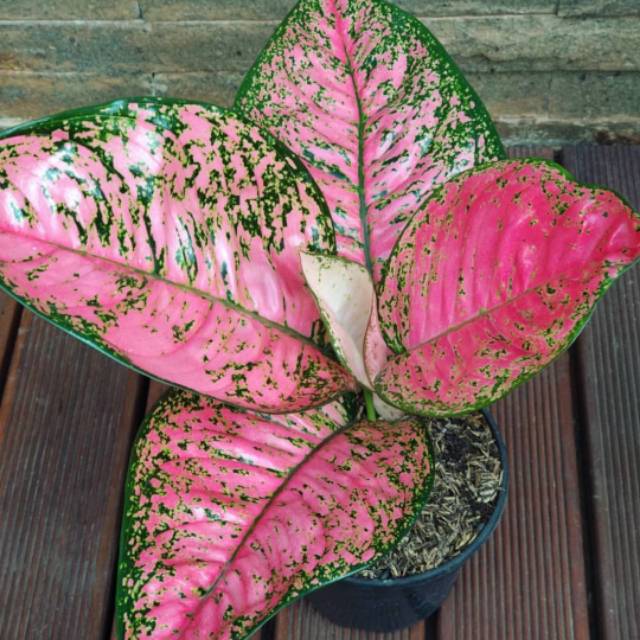 Tanaman hias aglonema ruby pink - aglonema pink