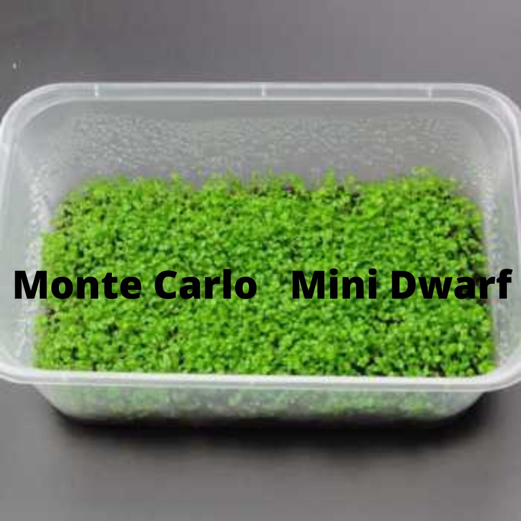 Carpet Seed Big - Small Leaf Bibit Benih Tanaman Air / Aquascape