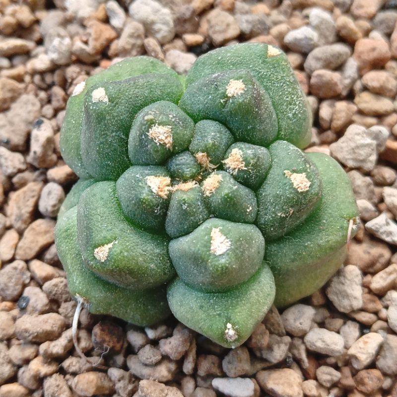 Kaktus Transformer | Gymnocalycium cv Kikko | Anisitsii Mostruosa | Gymno | Transformer