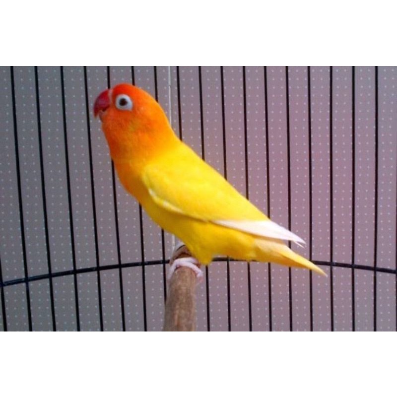 Burung lovebird Lutino Mata Hitam
