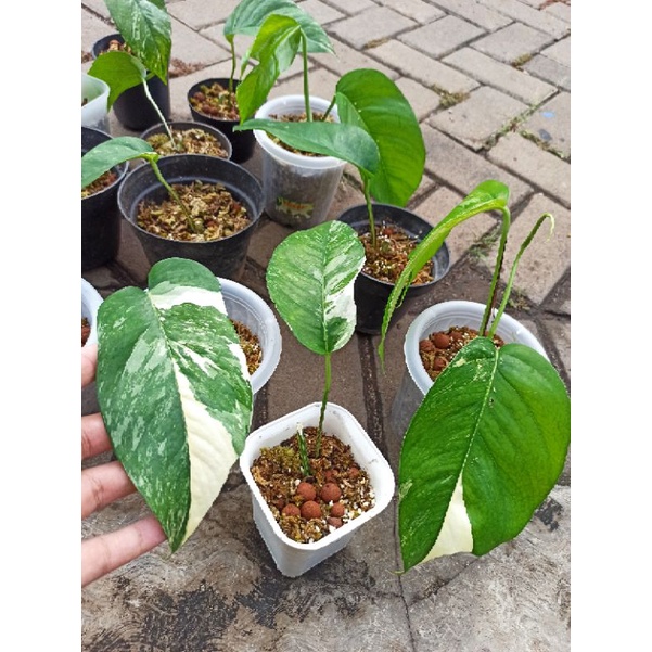 epipremnum pinnatum varigata