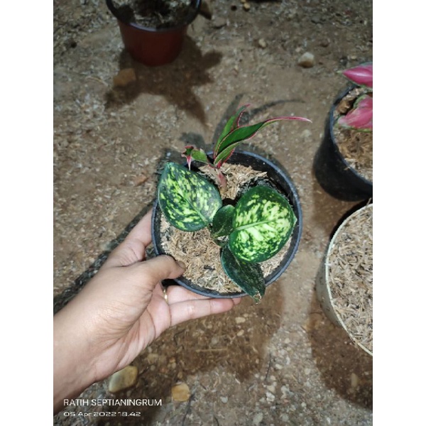 baby Aglonema super white