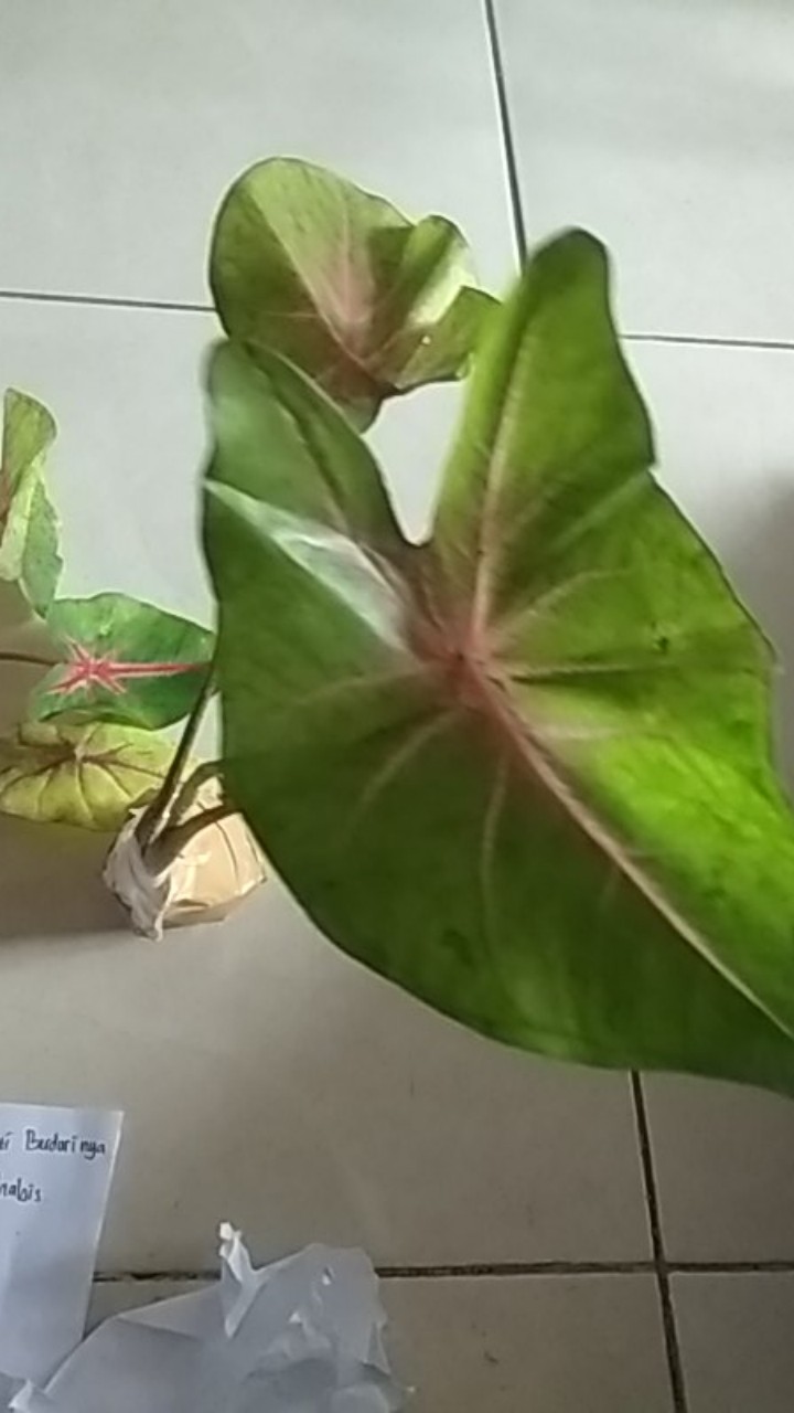 Kladi Joker Keladi Joker Caladium Ace Of Hear Jantung Hati