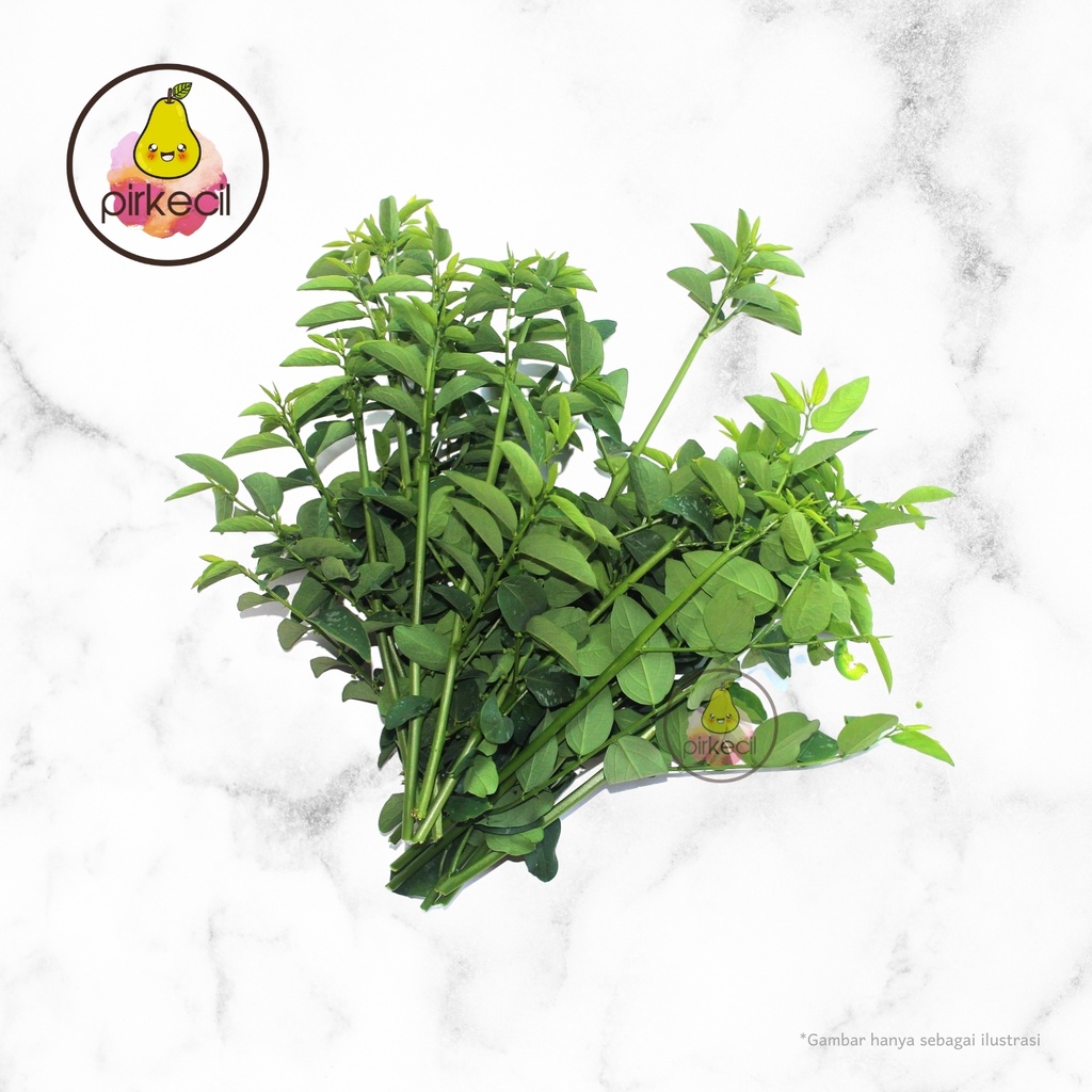 

Daun Katuk 250 gr