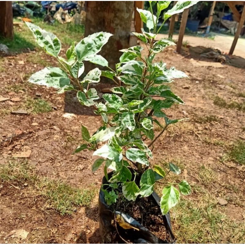 tanaman bunga sepatu varigata-bibit bunga sepatu varigata SN