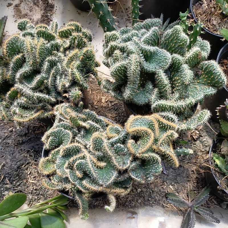 tanaman skulen hias hidup jenis babat