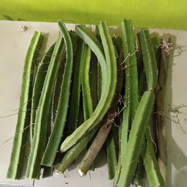 Bibit buah naga hitam