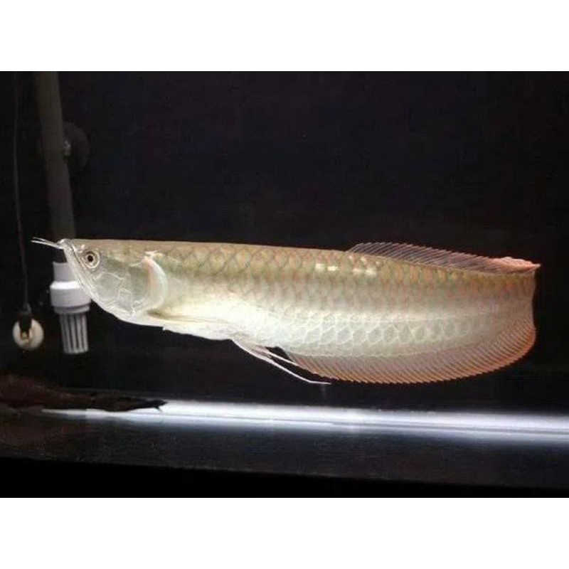 Ikan Arwana Silver/Red (Perak/Merah) ukuran 9-11 cm