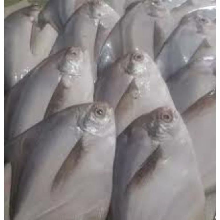 

Ikan Bawal Putih Size 150gr Up 1kg