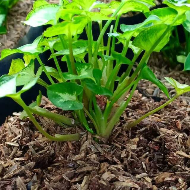 Jual Tanaman hias keladi liliput caladium lilyput keladi mini