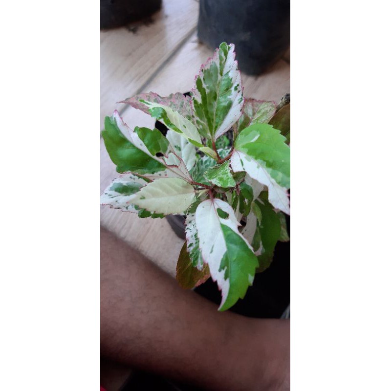 pohon bunga sepatu variegata