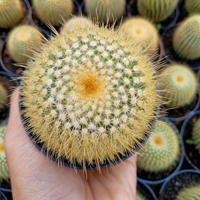 Leaning duri kuning (ownroot)