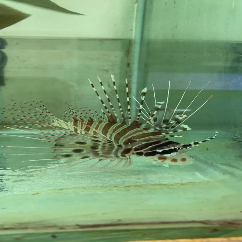 ikan hias laut lionfish scorpion