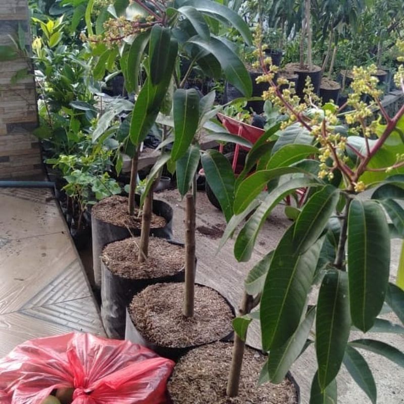 BIBIT MANGGA BERBUNGA