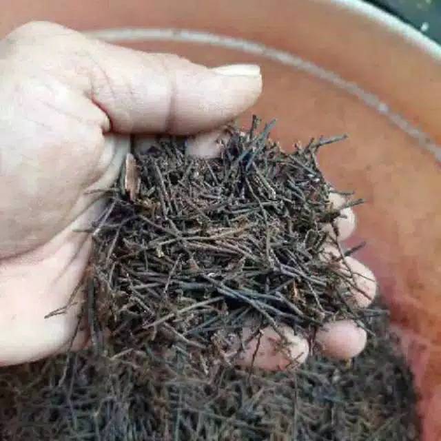 Media tanam  akar pakis oven cacah kering Kmasan 200gram