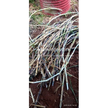 bibit rumput mix pakchong gama umami Zanzibar red Napier 1kg