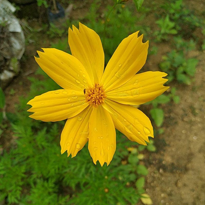 Paket 5 Bibit Kenikir, Daun Sayur, Bunga pakan Lebah