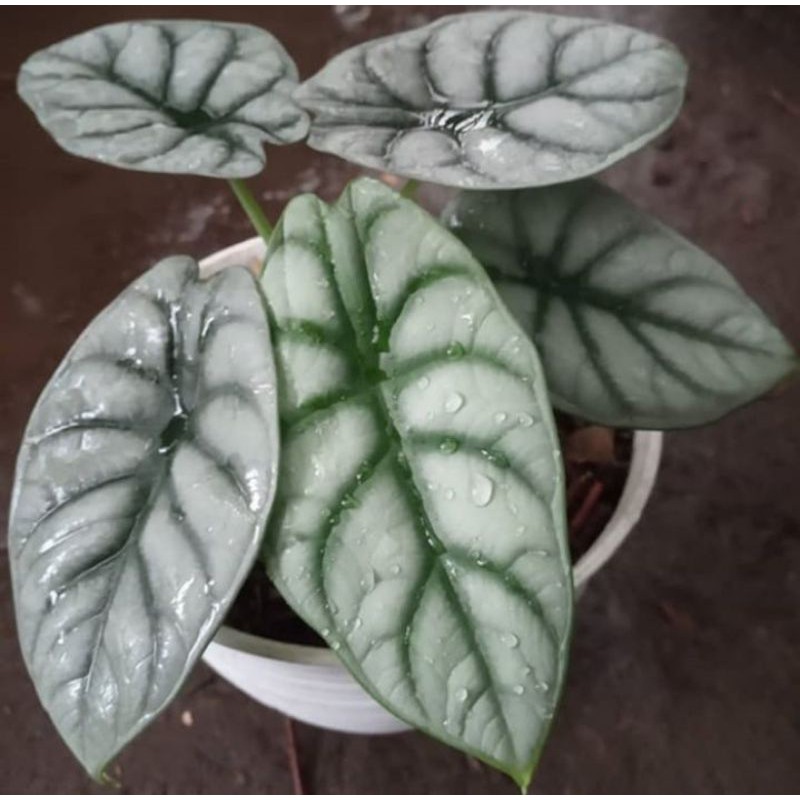 Tanaman hias Alocasia Silver Dragon - Alocasia silver